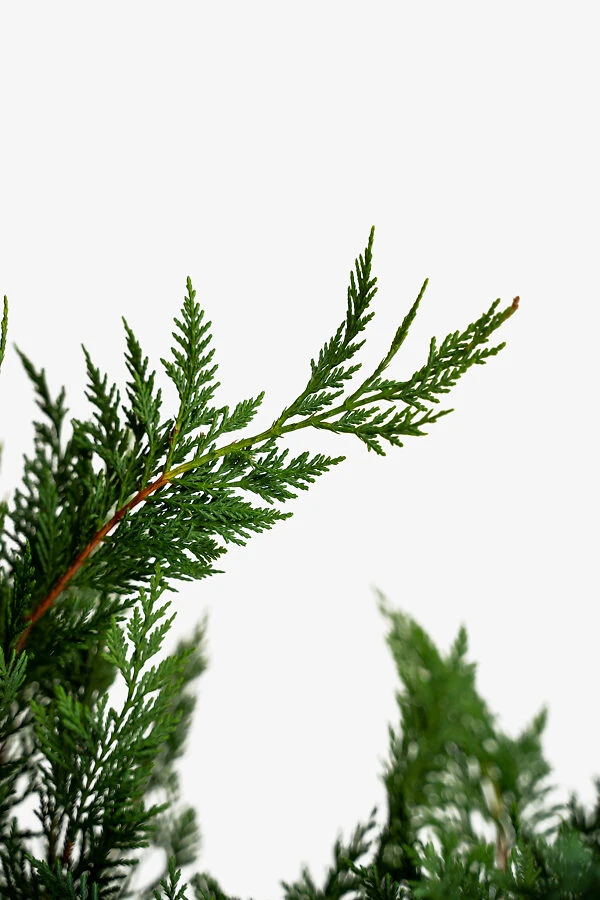 Leyland Cypress 2 Leyland Cypress - Image 2