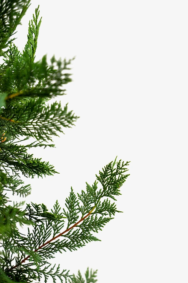 Leyland Cypress 4 Leyland Cypress - Image 4