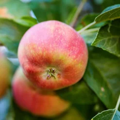 Liberty Apple Tree 7 Liberty Apple Tree -The Tree Center Store Liberty Apple 1.1 copy 600x600 1