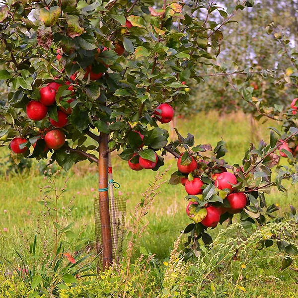 Liberty Apple Tree 3 Liberty Apple Tree - Image 3