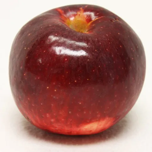 Liberty Apple Tree 1 Liberty Apple Tree