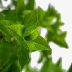 Little Lime® Hydrangea 7 Little Lime® Hydrangea -The Tree Center Store Limelight Hydrangea 3G 02 scaled e1695412516749 600x600 1