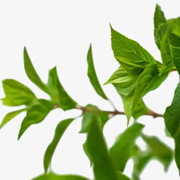 Little Lime® Hydrangea 2 Little Lime® Hydrangea - Image 2