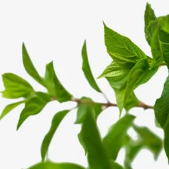 Limelight Hydrangea -The Tree Center Store Limelight Hydrangea 3G 03 scaled e1695412915203 600x600 1