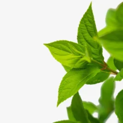 Little Lime® Hydrangea 6 Little Lime® Hydrangea -The Tree Center Store Limelight Hydrangea 3G 05 scaled e1695412849338 600x600 1