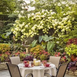 Limelight Hydrangea - Tree Form -The Tree Center Store Limelight Hydrangea Tree Form 2 copy jpg