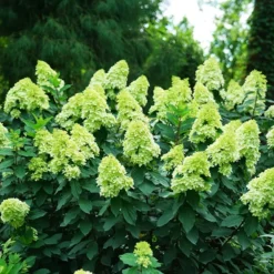 Limelight Prime® Hydrangea