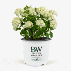 Limetta® Invincibelle Hydrangea -The Tree Center Store Limetta Invincable Hydrangea 2G 01 1 600x600 1