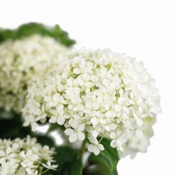 Limetta® Invincibelle Hydrangea -The Tree Center Store Limetta Invincable Hydrangea 2G 02 copy 2 600x600 1