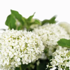 Limetta® Invincibelle Hydrangea -The Tree Center Store Limetta Invincable Hydrangea 2G 05 copy 2 600x600 1