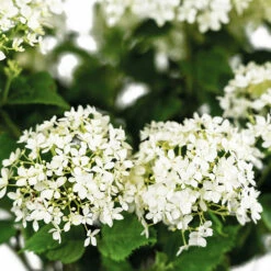 Limetta® Invincibelle Hydrangea