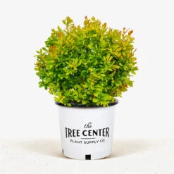Limoncello Barberry -The Tree Center Store Limoncello Barberry 3G 01 1 600x600 1