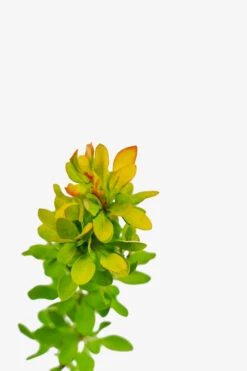Limoncello Barberry -The Tree Center Store Limoncello Barberry 3G 02 copy 600x900 1