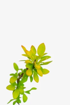Limoncello Barberry -The Tree Center Store Limoncello Barberry 3G 05 copy 600x900 1