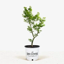 Lion's Head Japanese Maple -The Tree Center Store Lions Head Japense Maple 3G 01 600x600 1