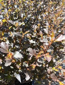 Little Joker® Ninebark -The Tree Center Store LittleJokerNinebark2 600x786 1