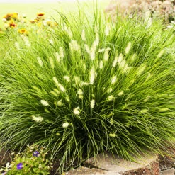 Little Bunny Fountain Grass -The Tree Center Store Little Bunny Fountain Grass 1 copy 600x600 1