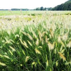Little Bunny Fountain Grass -The Tree Center Store Little Bunny Fountain Grass 2 copy 600x600 1