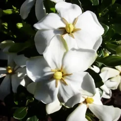 Little Daisy™ Gardenia -The Tree Center Store Little Daisy Gardenia 3 copy jpg webp