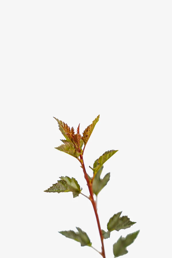 Little Devil Ninebark 2 Little Devil Ninebark - Image 2