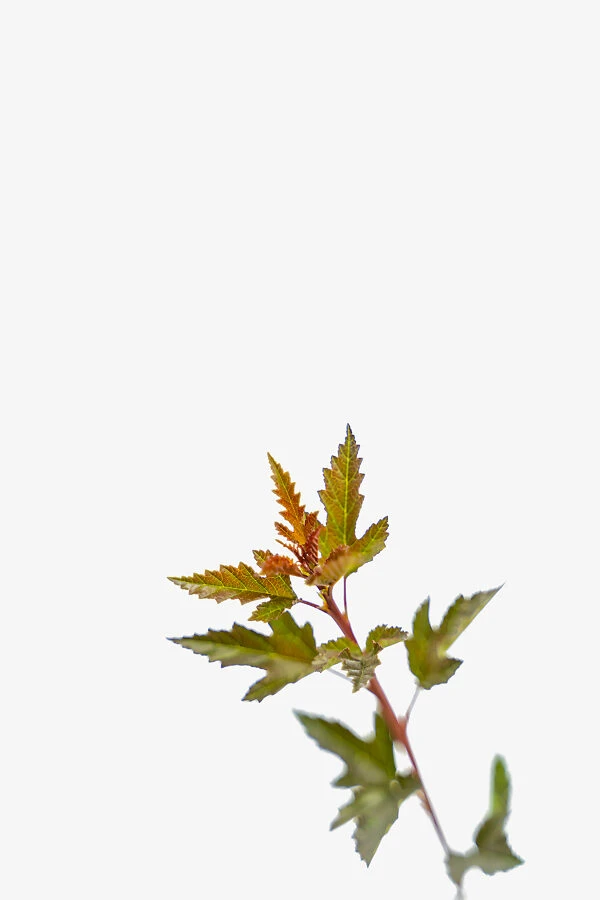 Little Devil Ninebark 1 Little Devil Ninebark