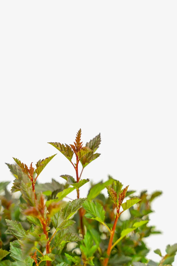 Little Devil Ninebark 3 Little Devil Ninebark - Image 3