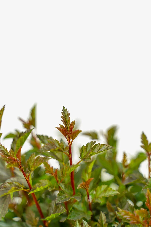 Little Devil Ninebark 4 Little Devil Ninebark - Image 4