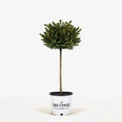 Little Gem Norway Spruce - Tree Form -The Tree Center Store Little Gem Norway Spruce Tree Form 5G 01 1 600x600 1
