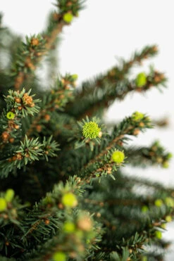 Little Gem Norway Spruce - Tree Form -The Tree Center Store Little Gem Norway Spruce Tree Form 5G 03 copy 600x900 1