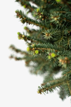 Little Gem Norway Spruce - Tree Form -The Tree Center Store Little Gem Norway Spruce Tree Form 5G 04 copy 600x900 1