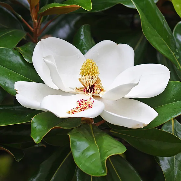 Little Gem Southern Magnolia 1 Little Gem Southern Magnolia