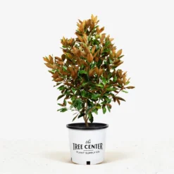 Little Gem Southern Magnolia 7 Little Gem Southern Magnolia -The Tree Center Store Little Gem Southern Magnolia 7G 01 jpg 600x600 1