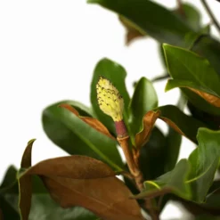 Little Gem Southern Magnolia 9 Little Gem Southern Magnolia -The Tree Center Store Little Gem Southern Magnolia 7G 02 600x600 1