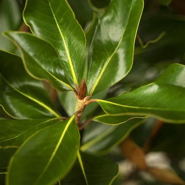 Little Gem Southern Magnolia 2 Little Gem Southern Magnolia - Image 2