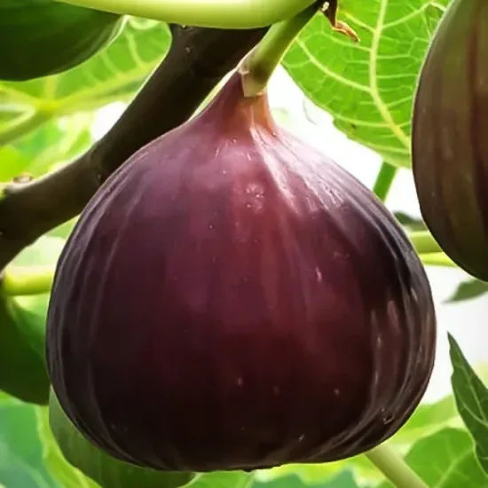 Little Miss Figgy™ Dwarf Fig 3 Little Miss Figgy™ Dwarf Fig - Image 3