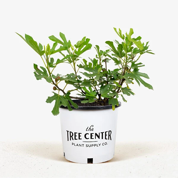 Little Miss Figgy™ Dwarf Fig 1 Little Miss Figgy™ Dwarf Fig