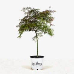 Baldsmith Japanese Maple -The Tree Center Store Little Miss Figgy Dwarf Fig 3G 01 600x600 2