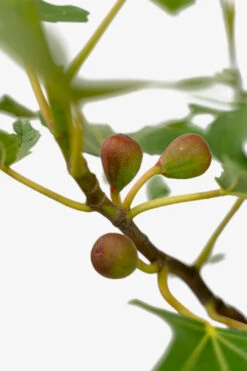 Little Miss Figgy™ Dwarf Fig 8 Little Miss Figgy™ Dwarf Fig -The Tree Center Store Little Miss Figgy Dwarf Fig 3G 05 copy 600x900 1