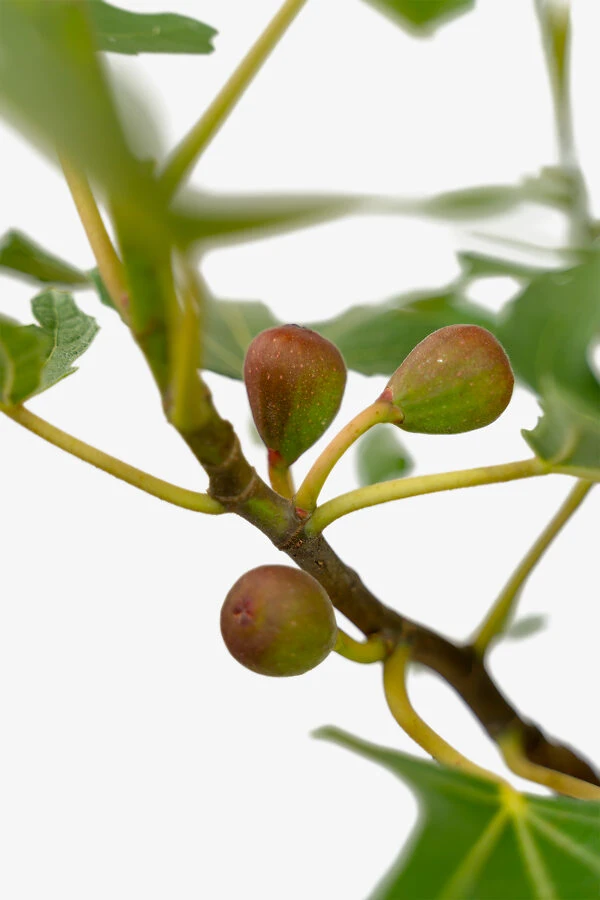 Little Miss Figgy™ Dwarf Fig 4 Little Miss Figgy™ Dwarf Fig - Image 4