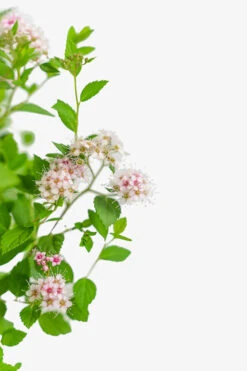 Little Princess Spirea -The Tree Center Store Little Princess Spirea 3G 02 copy 600x900 1