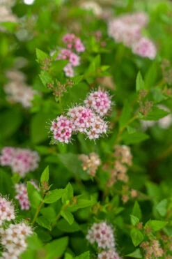 Little Princess Spirea -The Tree Center Store Little Princess Spirea 3G 04 copy 600x900 1