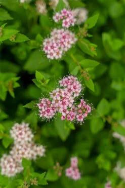 Little Princess Spirea -The Tree Center Store Little Princess Spirea 3G 05 copy 600x900 1