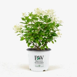 Little Quick Fire® Hydrangea -The Tree Center Store Little Quick Fire Hydrangea 3G 01 600x600 1