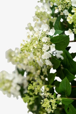 Little Quick Fire® Hydrangea -The Tree Center Store Little Quick Fire Hydrangea 3G 03 600x900 1