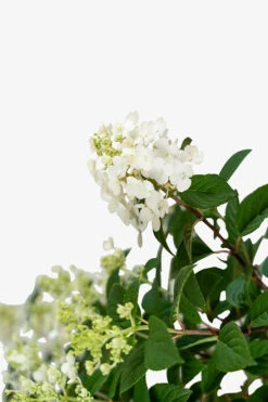 Little Quick Fire® Hydrangea -The Tree Center Store Little Quick Fire Hydrangea 3G 04 600x900 1