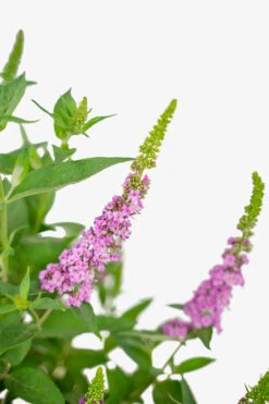 Lo & Behold® Pink Micro Chip Butterfly Bush -The Tree Center Store Lo And Behold Pink 3G 03 copy 600x900 1