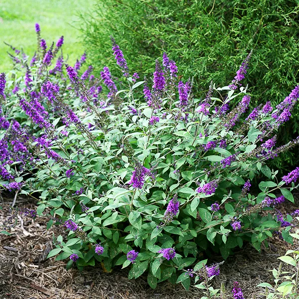 Lo & Behold® Blue Chip Jr. Butterfly Bush 4 Lo & Behold® Blue Chip Jr. Butterfly Bush - Image 4