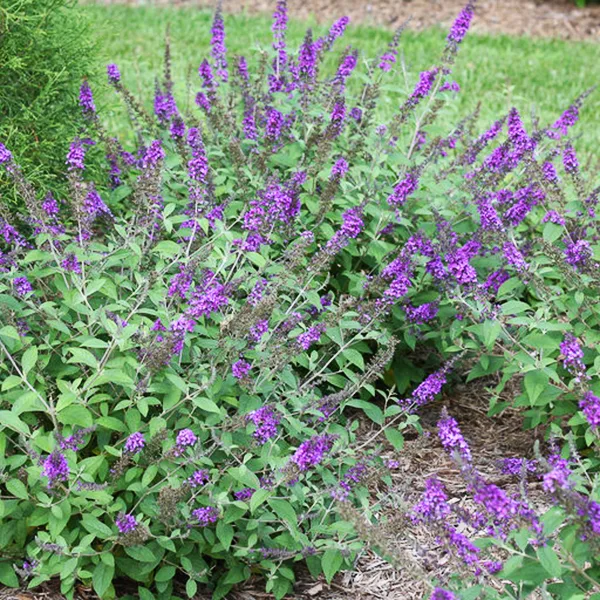Lo & Behold® Blue Chip Jr. Butterfly Bush 2 Lo & Behold® Blue Chip Jr. Butterfly Bush - Image 2