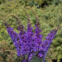 Lo & Behold® Blue Chip Jr. Butterfly Bush 6 Lo & Behold® Blue Chip Jr. Butterfly Bush -The Tree Center Store Lo Behold Blue Chip Jr. Butterfly Bush 3 copy jpg