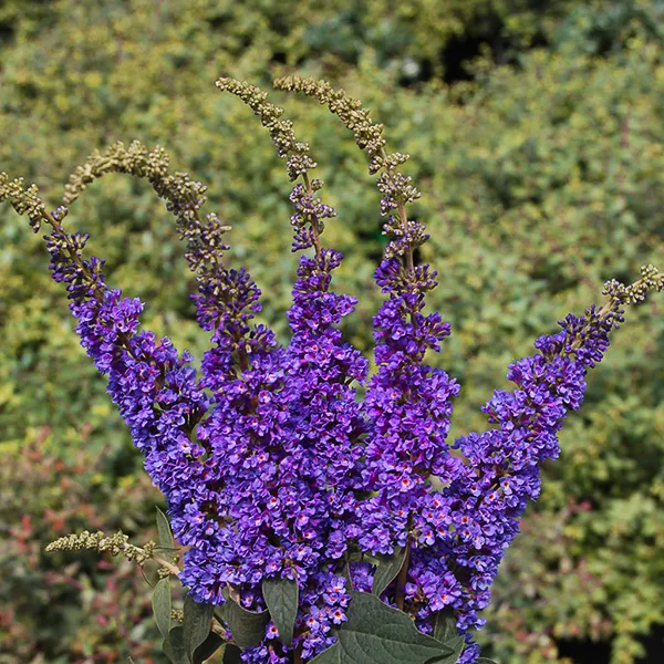 Lo & Behold® Blue Chip Jr. Butterfly Bush 3 Lo & Behold® Blue Chip Jr. Butterfly Bush - Image 3